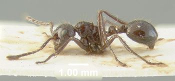 Media type: image;   Entomology 20790 Aspect: habitus lateral view